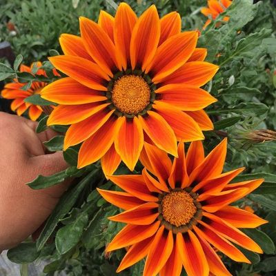 Gazania