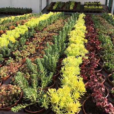 Sedum